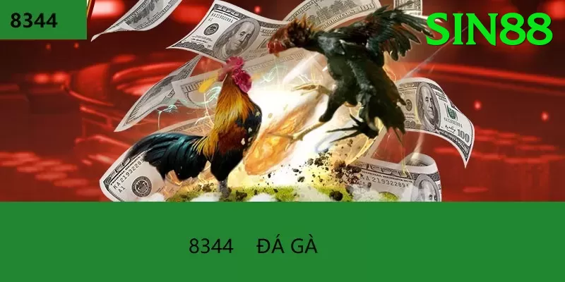 Đá Gà Trực Tiếp - Trải nghiệm tuyệt vời - Guild