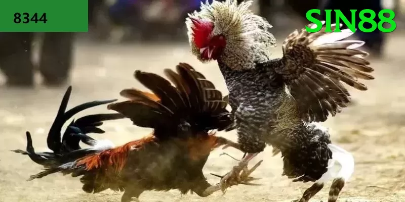 Đá Gà Trực Tiếp - sin88 - Giftcode